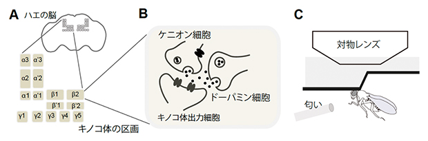 ハエのキノコ体の構造とカルシウムイメージングの模式図の画像