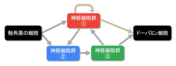 コネクトームデータを用いたネットワークモデルの図