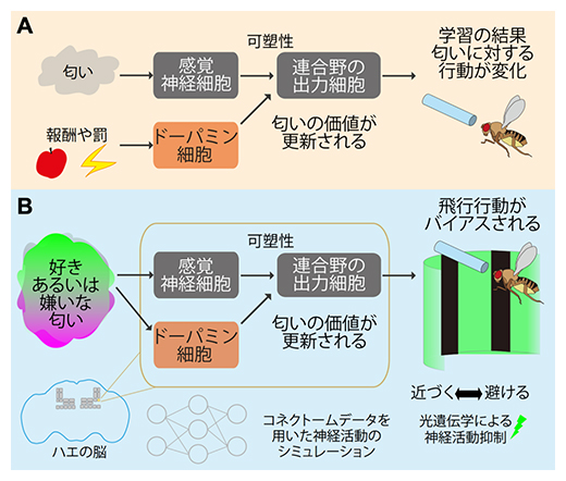 感覚刺激の価値の動的な更新におけるドーパミンの新たな役割の図