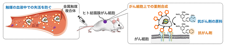 血液中で安定で高活性な金属触媒によるがん細胞選択的な抗がん剤合成の図