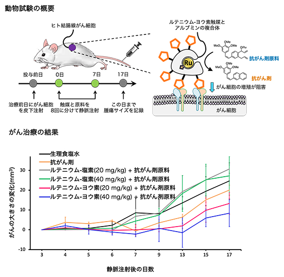 ヒト結腸腺がん細胞移植マウスへの薬剤投与によるがん治療試験の図