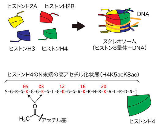 クロマチン構造とヒストンの高アセチル化の図