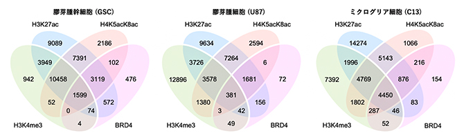 膠芽腫関連細胞におけるヒストンH4の高アセチル化と他のヒストン修飾の分布の図