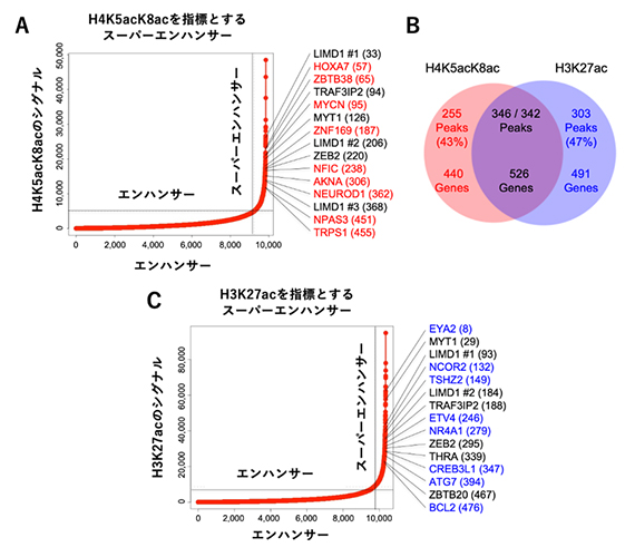 H4K5acK8acを指標とした順位付けによるスーパーエンハンサーの再定義の図