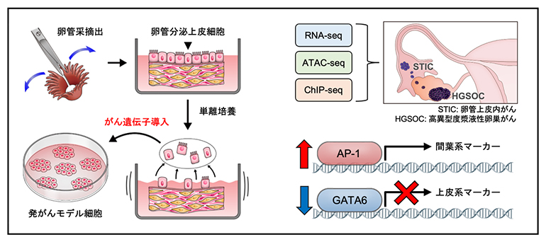 高異型度漿液性卵巣がんの発がんモデル細胞を用いたマルチオミックス解析の図