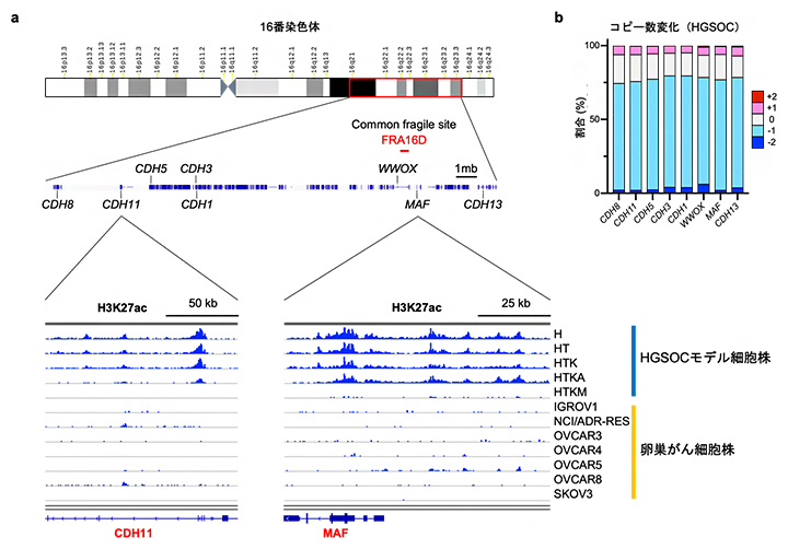 16番染色体カドヘリンクラスター近傍のゲノム・エピゲノム解析の図