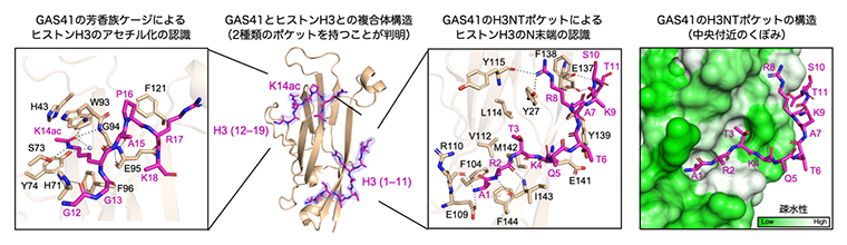 GAS41がヒストンH3のN末端テイルを認識する2種類の仕組みの図