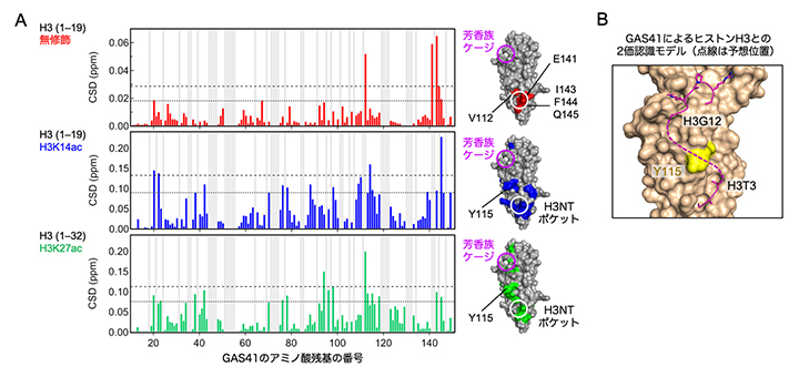 水溶液中でGAS41がヒストンH3のN末端テイルと相互作用する部位の図