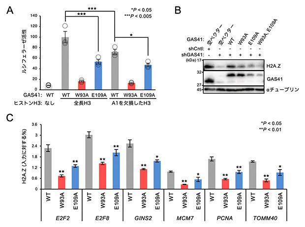 GAS41によるヒストンH3のN末端認識は細胞内機能に重要の図