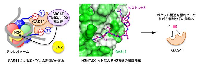 GAS41によるエピゲノム制御の仕組みと創薬への応用の図