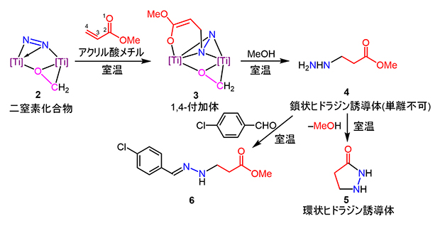 二窒素化合物2とアクリル酸メチルの反応によるヒドラジン誘導体の合成の図