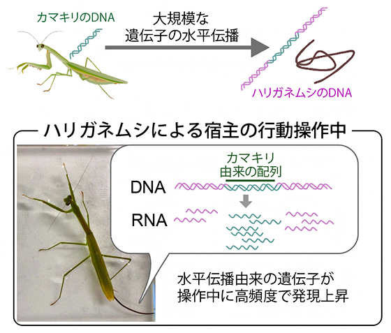 カマキリからハリガネムシへの大規模な水平伝播と、その発現による行動操作の可能性の図