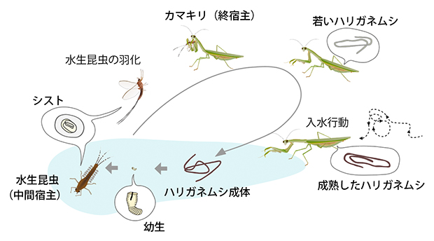 ハリガネムシの生活史の図