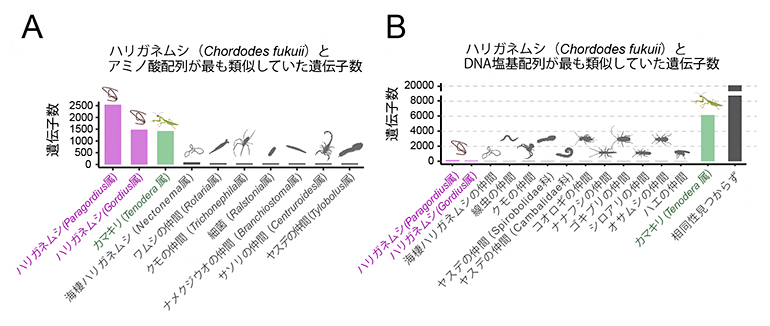 網羅的な配列相同性検索で見いだされたハリガネムシとカマキリの配列類似性の図