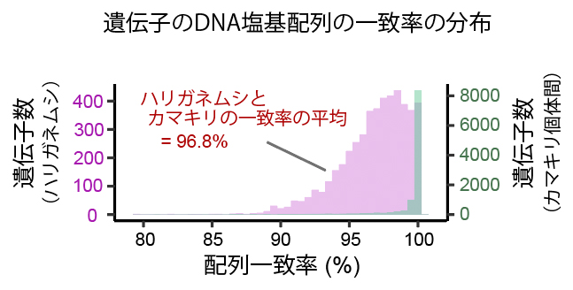 ハリガネムシとカマキリのDNA塩基配列の類似性の図