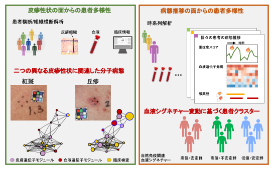 アトピー性皮膚炎患者の病態多様性研究の概略の図