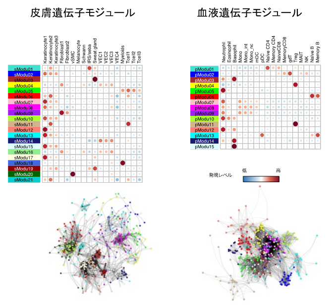 遺伝子発現モジュールの細胞種ごとの発現特異性と遺伝子ネットワークのイメージ図の画像