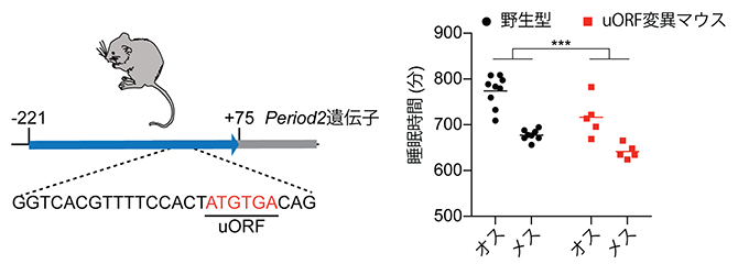 マウスの体内時計遺伝子のリボソーム結合配列（uORF）と、その変異がもたらす睡眠減少の図