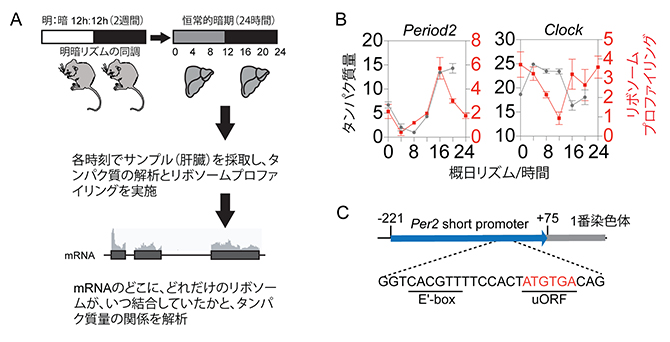 リボソーム結合タイミングとタンパク質量発現ピークの関係の図
