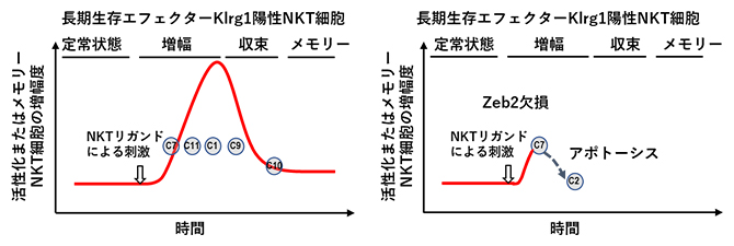 NKT細胞が抗原（リガンド）刺激を受けた際の転写制御因子の有無による活性遷移の違いの図