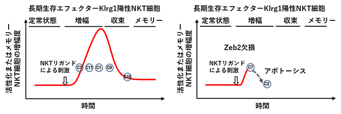 NKT細胞が抗原(リガンド)刺激を受けた際の転写制御因子の有無による活性遷移の違いの図