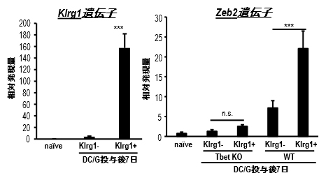 Klrg1陽性NKT細胞のZeb2遺伝子発現の図