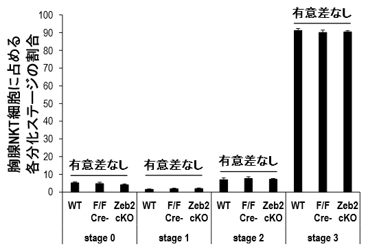 NKT細胞の胸腺分化におけるZeb2の図