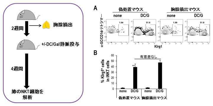 胸腺摘出マウスを用いたNKT細胞の長期生存実験の図