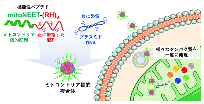 機能性ペプチドとプラスミドDNAからなる複合体によるミトコンドリアへの遺伝子輸送の図