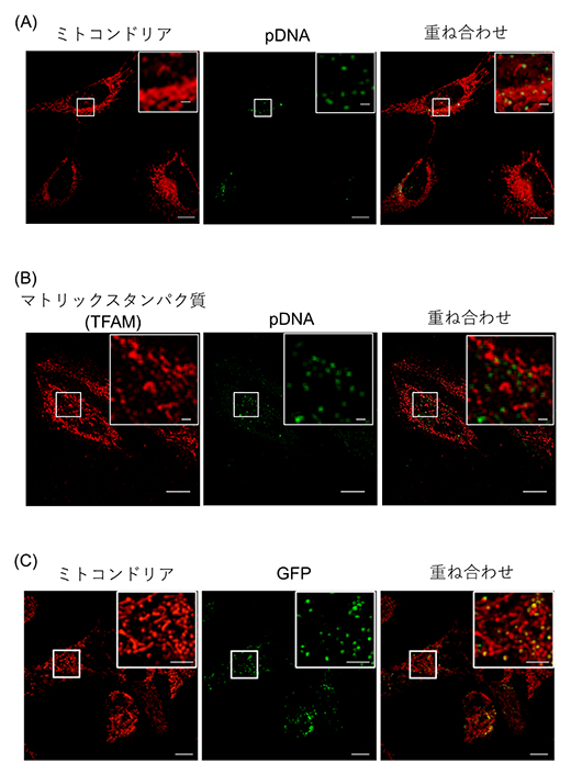 mitoNEET-(RH)9/pDNA複合体によるミトコンドリアへの遺伝子導入の図