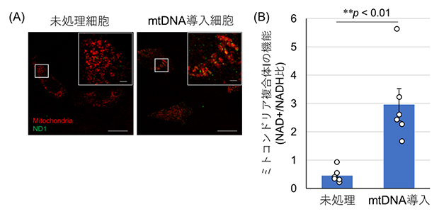 mtDNA欠損細胞への細胞外部からのmtDNA導入の図