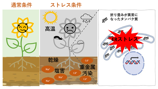 ストレス条件下の植物細胞内で起こる小胞体（ER: endoplasmic reticulum）ストレスの図