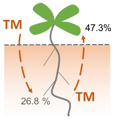 ツニカマイシン(TM)の植物体内での移動の図