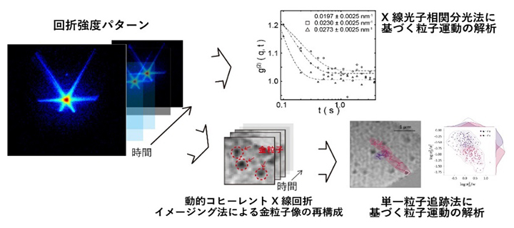 XPCSと動的CXDIの二つのコヒーレントX線を使った計測手法の融合の図