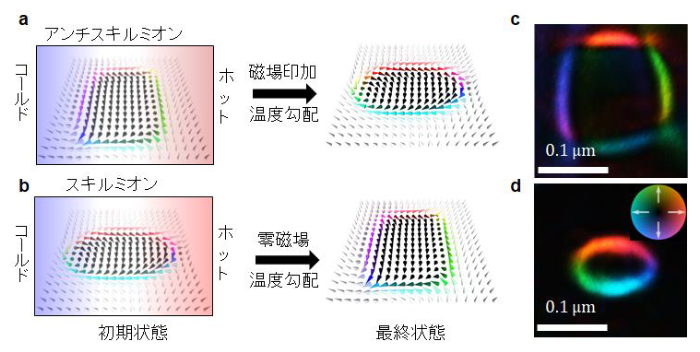 磁性体FNPPにおける熱流誘起スキルミオンとアンチスキルミオンとの相互変換の図