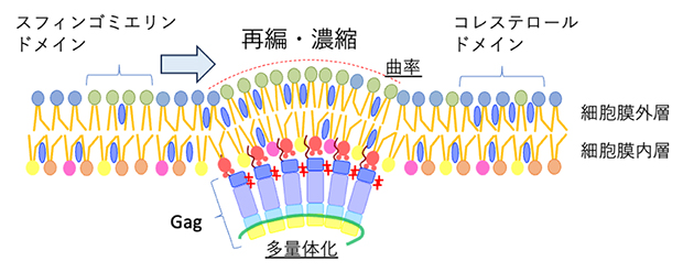 エイズウイルスタンパク質Gagによる脂質マイクロドメインの再編成・濃縮の図