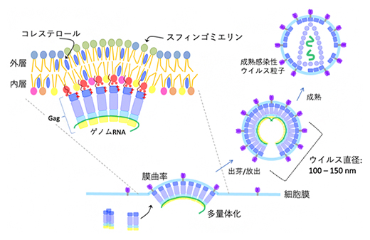 HIV-1 Gagを足場にして新たなウイルス粒子が放出される仕組みの図