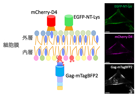 細胞膜外層の脂質マイクロドメインと内層のGagタンパク質の可視化の図