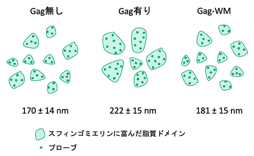 Gagタンパク質によるスフィンゴミエリンに富んだ脂質マイクロドメインのサイズ変化の図