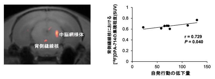 [18F]DPA-714の集積量(脳内炎症)と自発行動量の低下(倦怠感)の相関解析の図