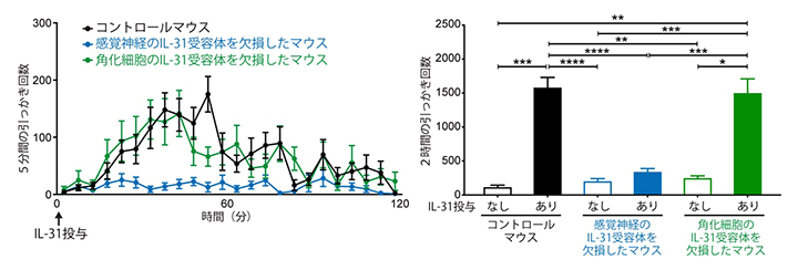 IL-31が誘導するかゆみにおける感覚神経に発現するIL-31受容体の重要性の図
