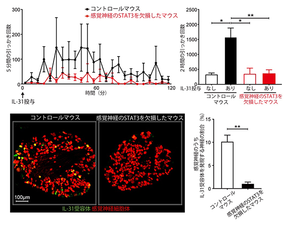 IL-31が誘導するかゆみにおける感覚神経のSTAT3の重要性の図