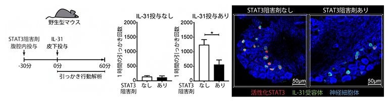 STAT阻害剤投与によるIL-31が誘導するかゆみの減弱の図