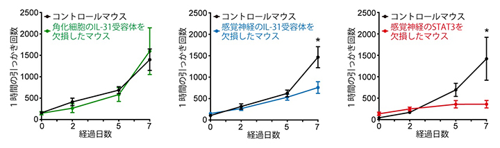 皮膚炎に伴うかゆみにおける感覚神経のIL-31受容体とSTAT3の寄与の図