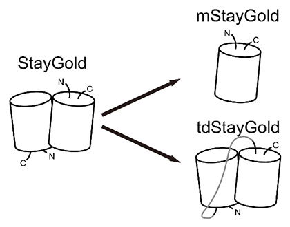 StayGoldの二量体問題を解決するmStayGoldおよびtdStayGoldの図
