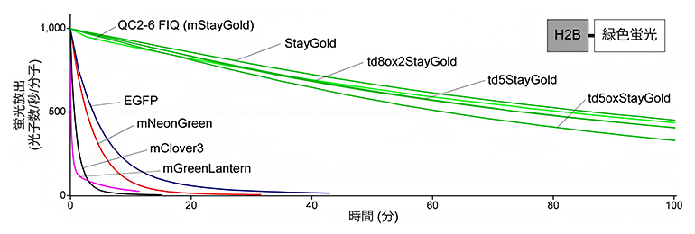 StayGoldとその変異体の褪色曲線の図