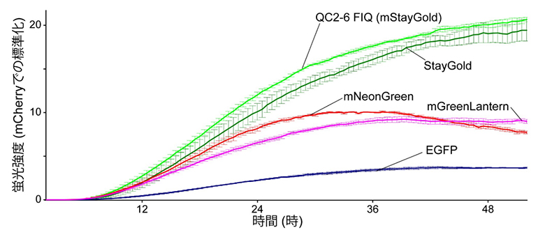 遺伝子発現における蛍光強度変化の図