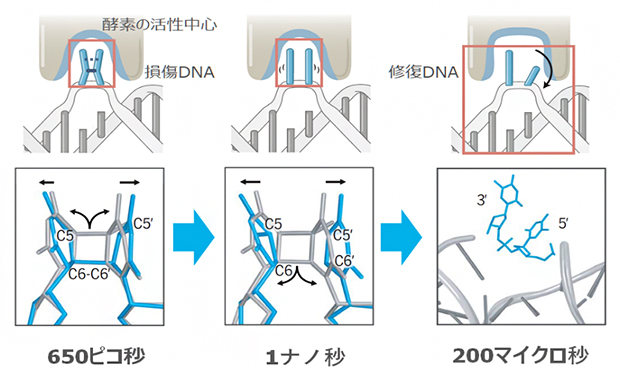 本研究で明らかになった光回復酵素の反応の様子の図