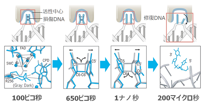 XFEL時分解構造解析により明らかになった光回復酵素のDNA修復反応の図