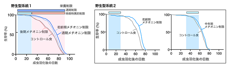 若齢期メチオニン制限による寿命延長の図